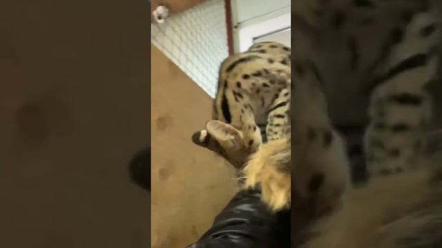 Чудовище атакует смотреть онлайн