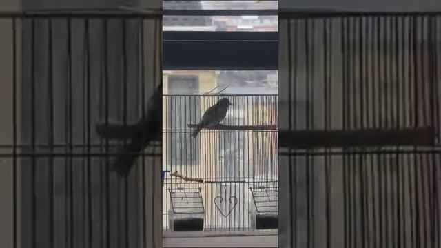 пение щегла , Сава сайроги смотреть онлайн