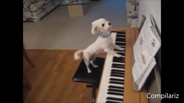 Животные как люди! 2013 смотреть онлайн