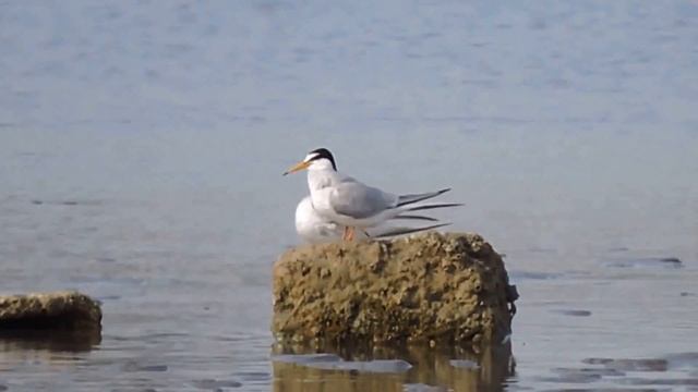 Little Tern, Fraticello (Sternula Albifrons)