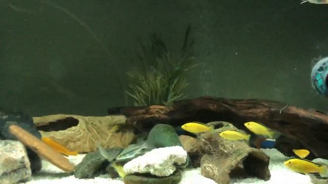 Malawi Eye Biter Electric Yellow cichlid fishtank community update смотреть онлайн