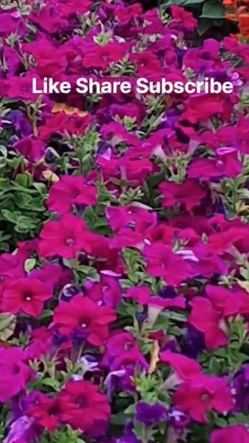 #185 birth anniversary of founde J.N.Tata #Tribute #short#youtube смотреть онлайн