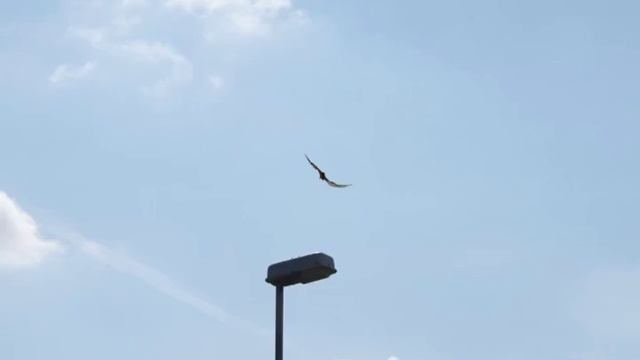 New Pterodactyl sighting Austria смотреть онлайн