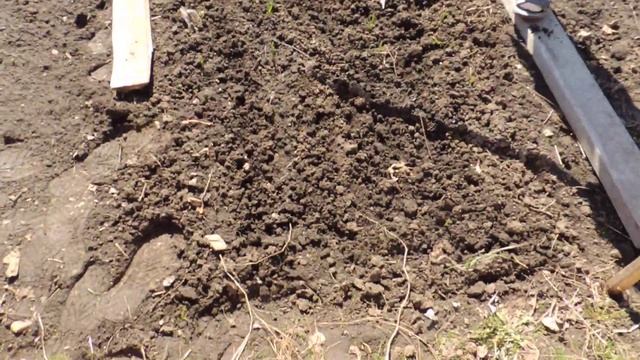 А ЧТО С ЧЕСНОКОМ? ПЕРВЫЕ ВЕСЕННИЕ РАБОТЫ С ЧЕСНОКОМ смотреть онлайн