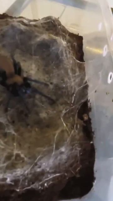 TARANTULA TERLANGKA смотреть онлайн
