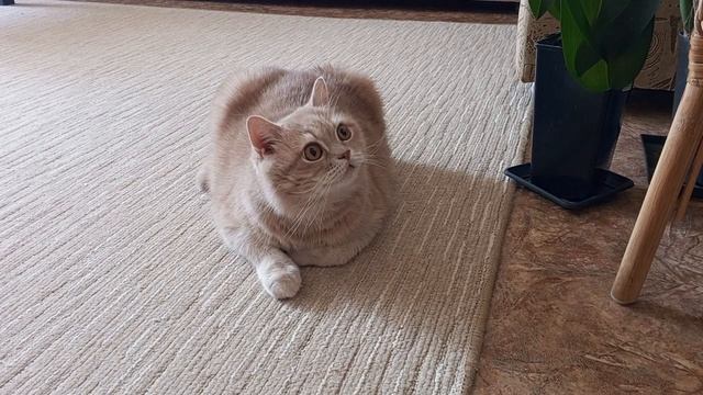 Кот Сёма что-то 