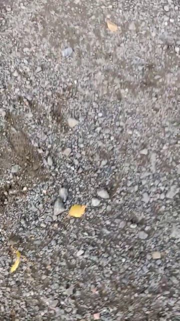 The deer fly: the most annoying insect ever, will follow you everywhere (Lammi, Finland) смотреть онлайн