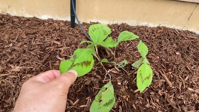 Persicaria “lance corporal” and “red dragon” смотреть онлайн