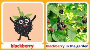 Fruit & Berries 2. Kids Vocabulary. Learn English Cosy & Homy