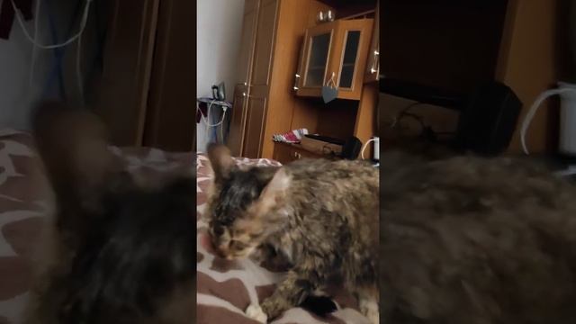 Мишель смотреть онлайн