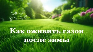 Как оживить газон после зимы.