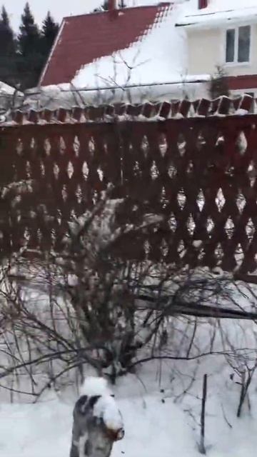 Копка колодца зимой. Сергиев Посад. http://zakaz-kolodec.ru/ 8-927-393-88-88 смотреть онлайн