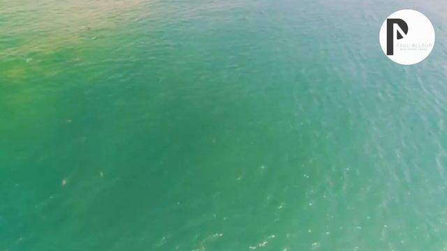 Dolphins and massive herd of sharks, Topsail Beach - Paul Allsup смотреть онлайн