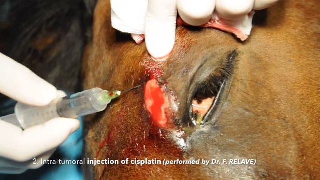 20180607 Electrochemotherapy of eyelid sarcoids on a horse смотреть онлайн