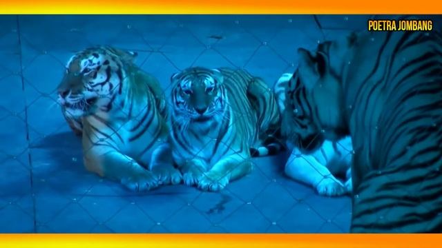 VLOG CIRCUS LAS VEGAS BEAUTIFUL LADIES & TIGER смотреть онлайн
