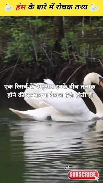 🦢हंस के बारे में शीर्ष 5 तथ्य । Top 5 fact about Swan 🦢 #factsabout #swan смотреть онлайн