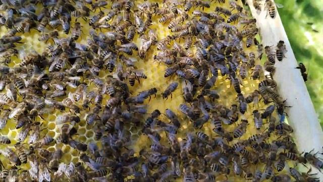 Из жизни пчёл. Метим матку в роевой семье смотреть онлайн