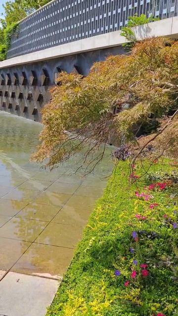 стена из цветов парк Галицкого Краснодар смотреть онлайн