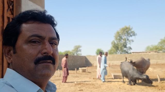 How to Breed Kundhi Buffalo Breed| Complete Process & Tips | Documentary смотреть онлайн