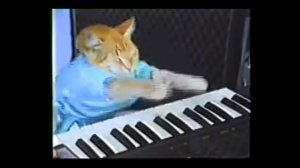 Кот играет на пианино!