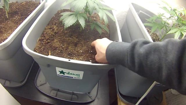 positive organics 5x5 grow tent смотреть онлайн