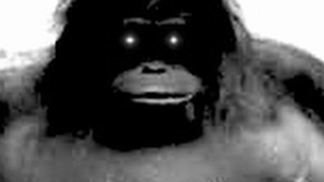 1 Hour Of Silence Occasionally Broken Up By Monkey Noises