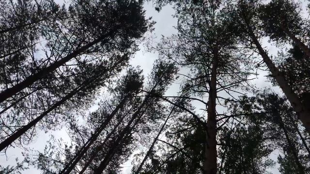 Сандармох. Небо. Скрип сосен смотреть онлайн