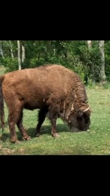 bison wild animal video #shorts #bison смотреть онлайн