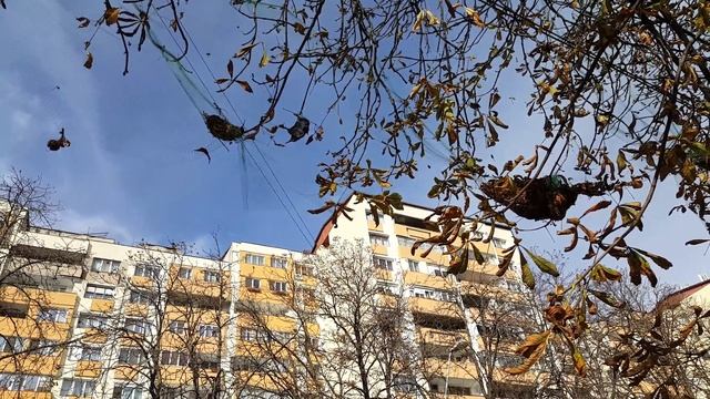 Ciori Ucise Pe Bulevardul Dacia Din Hunedoara