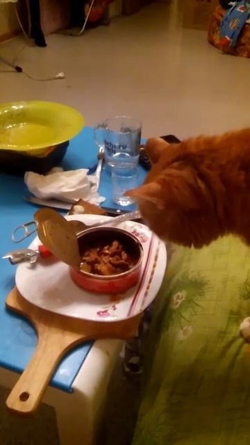 Кот и килька в томатном соусе смотреть онлайн