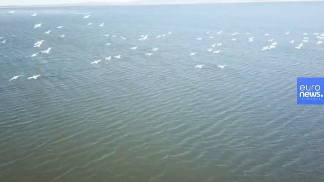 Spektakël, mbi 200 Pelikan Kaçurel sot në Lagunën e Nartës смотреть онлайн