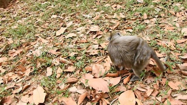 Pitiful Alpha Female Monkey Tima Look Very Poor, Tima Get Some Extra Food From Me