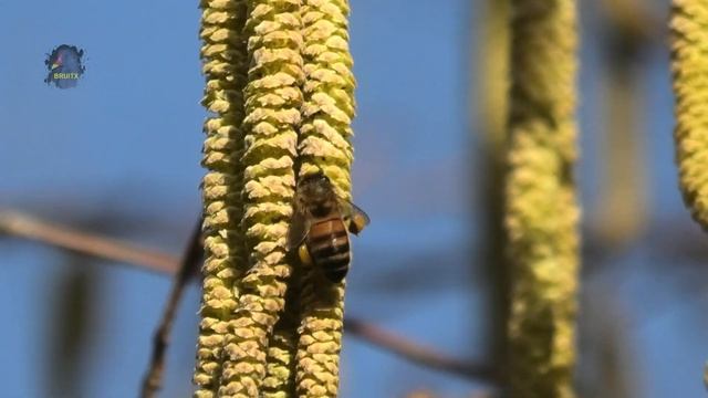 OBSERVATIONS Du Jour/Abeilles Et Bourdons/22 02 2019 ! BRUITX