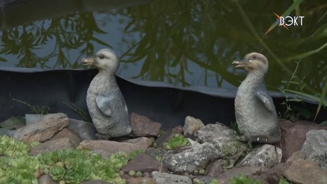 На удивление соседям. Что за необычные плоды выросли на грядке? смотреть онлайн