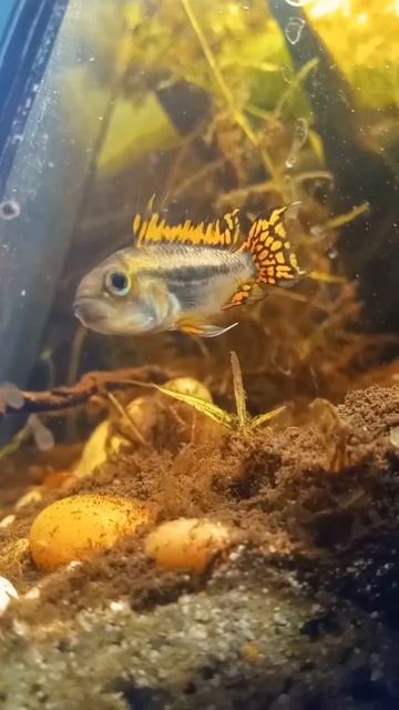 Apistogramma cacatuoides Cichlids #cichlids #apistogramma #aquarium смотреть онлайн