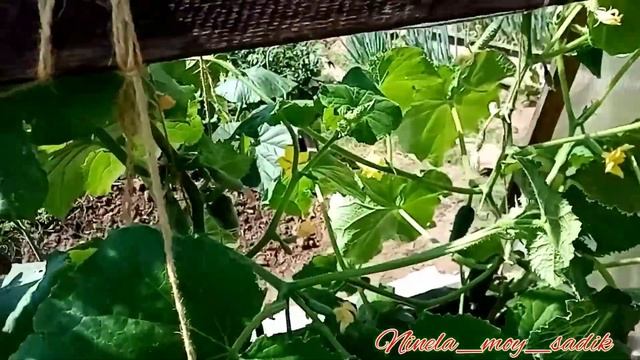 #Огурцы гибриды в самодельной теплице в июле . ✔️ Что дает формировка в 1 ствол. смотреть онлайн