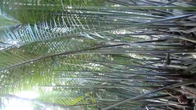 nipa tree 2 смотреть онлайн