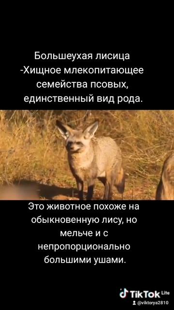 #животные # виды лис# большеухая лисица смотреть онлайн