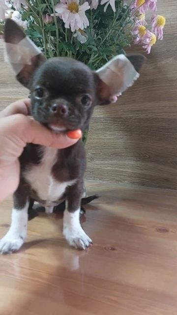 Несквик 🍫 Космосович продажа щенков питомник Кастропуло Крым 89787458062 доставка есть смотреть онлайн