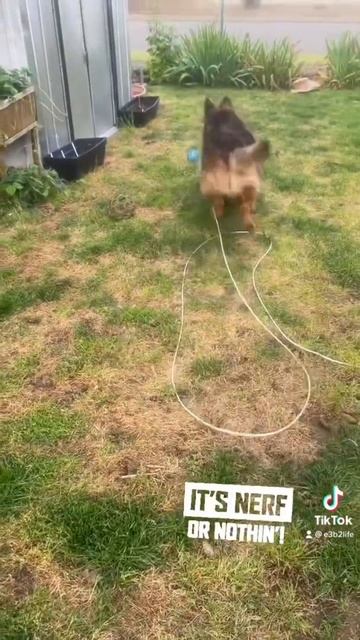 German Shepherd New Toy. Nerf Dog Review.