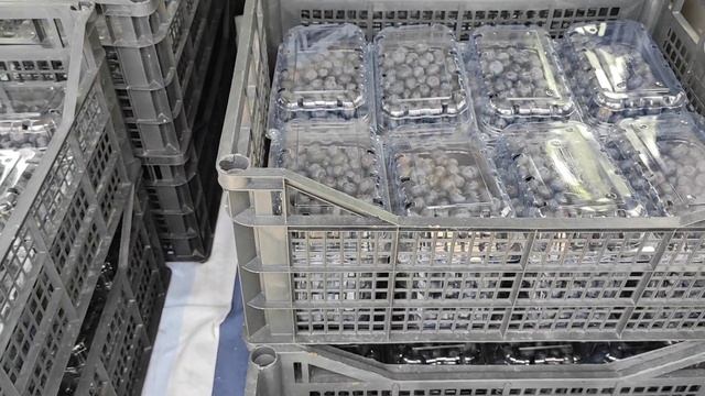 Июньский заказ голубики везём в столицу