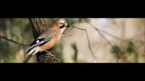 Голос Сойки.