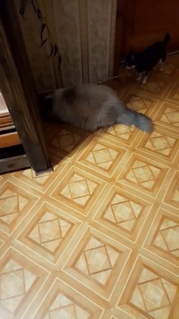 Разыгрались!Чихуахуа Пулька, шотландская кошка Буня и шиншилла Боцман. 12.07.2022. смотреть онлайн