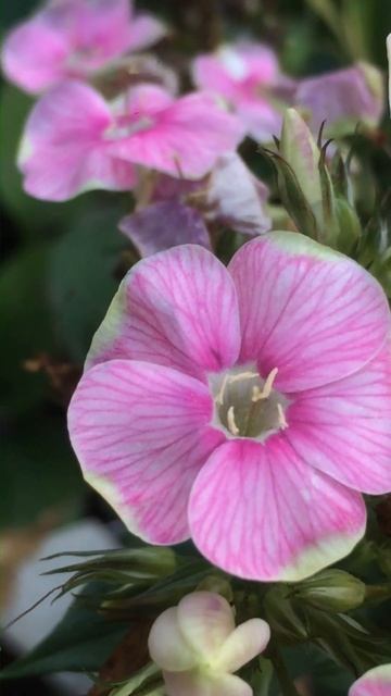 Флокс метельчатый Болд энд Бьютифул 1 #short #shorts #phloxboldandbeautiful