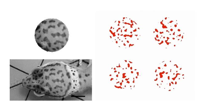 Randomness in the color pattern of the leopard gecko смотреть онлайн