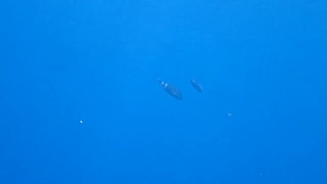 ミツバモチノウオの産卵。 смотреть онлайн