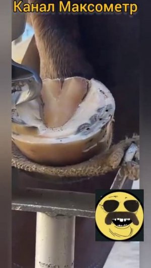 Мегаполис или свой конь? Максометр.