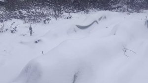 Персики в черноземье. Только под укрытием.