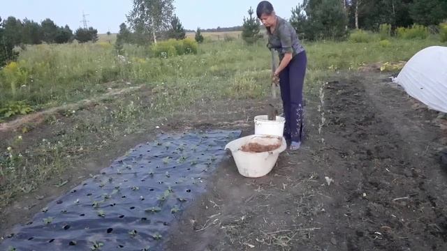 Про активатор компостирования и лучшие способы защиты от мышей. смотреть онлайн