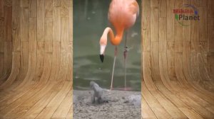 Чёрный лебедь . Black Swan